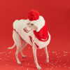 151d9f1f-0d7d-483f-b243-d0c881017eee.png Cozy Italian Greyhound Fleece Vest, Lightweight Layer