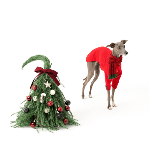 1a30a69d-3577-45b1-b39f-8e0b50a42da7.png Cozy Winter Italian Greyhound Dog Jacket, Warm Layer