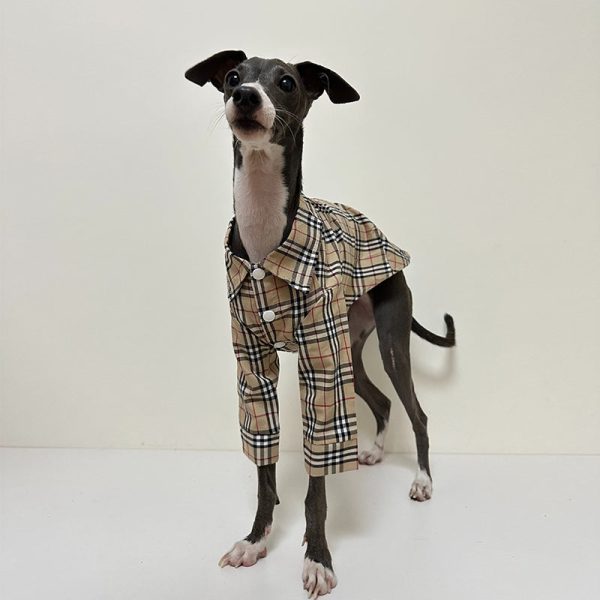 Fashionable Italian Dog Whippet Shirt, Sleek Style