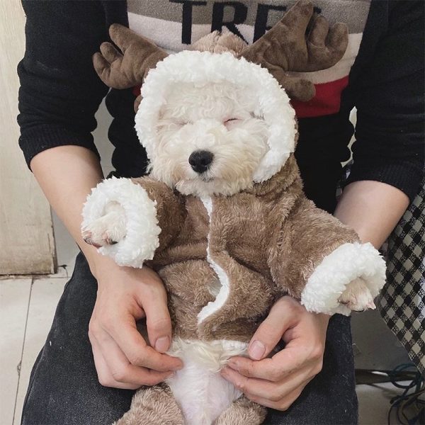Cozy Christmas Teddy Dog Hoodie, Warm and Playful