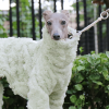 58e23311-8a15-4b4b-9f05-5ba8d02b4b54.png Double Fleece Italian Greyhound Dog Onesies, Extra Warm
