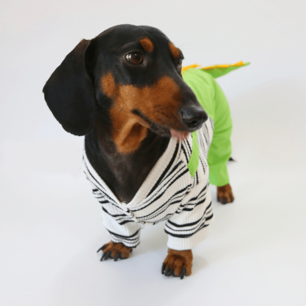Dinosaur Dachshund Dog Onesies, Playful Design