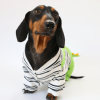 Dinosaur Dachshund Dog Onesies, Playful Design