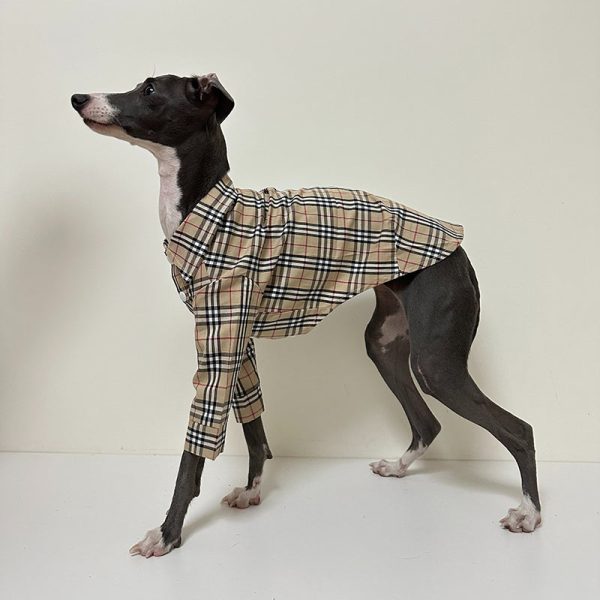 Fashionable Italian Dog Whippet Shirt, Sleek Style