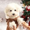 Cozy Christmas Teddy Dog Hoodie, Warm and Playful