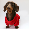 920e3710-e029-473a-b4ce-b0c3f8a6c8db.png Festive Dachshund Dog Hoodie, Classic Holiday Wear