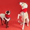 9c40b699-7294-4d0c-9258-9fb68f936d57.png Cozy Italian Greyhound Fleece Vest, Lightweight Layer