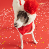 ccddde84-b03c-4288-9b0c-94a02f43f559.png Cozy Italian Greyhound Fleece Vest, Lightweight Layer